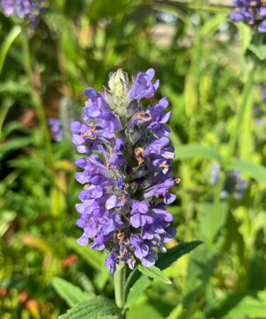 Nepeta nervosa 'Blue Moon'