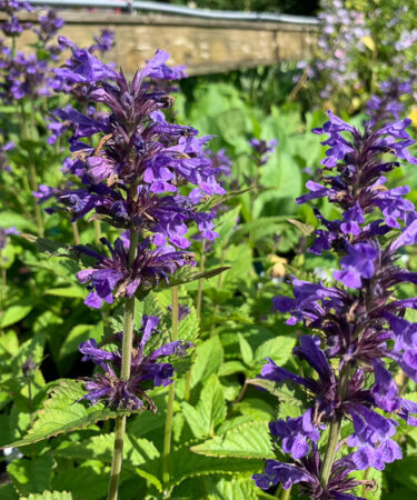 Nepeta nervosa 'Neptune'