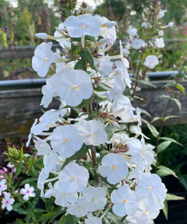Phlox mac. 'Omega' AGM