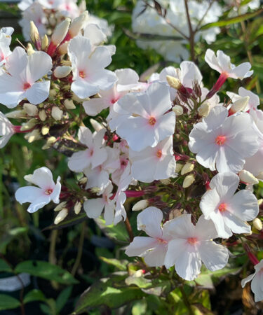 Phlox Pan. 'Popeye'