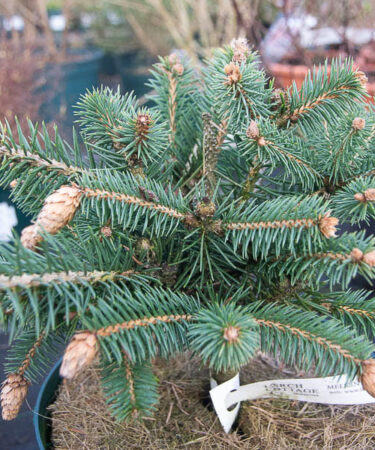 Picea pungens 'Hermann Naue'