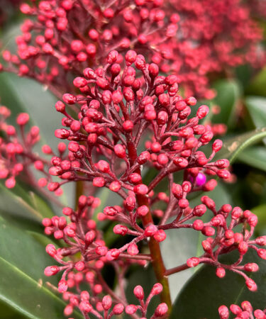 Skimmia jap. 'Rubella' AGM
