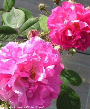 Rosa 'Seven Sisters' Rose'