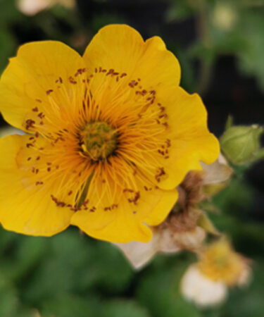 Perennial