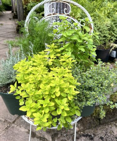 Herbs