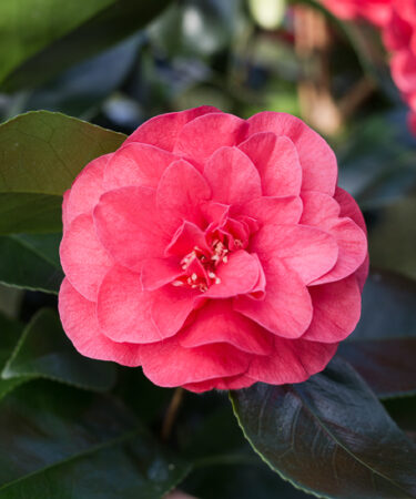 Camellia japonica 'Lady Campbell'