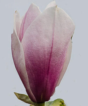 Magnolia 'Big Dude'