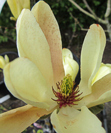 Magnolia 'Yellow Lantern'