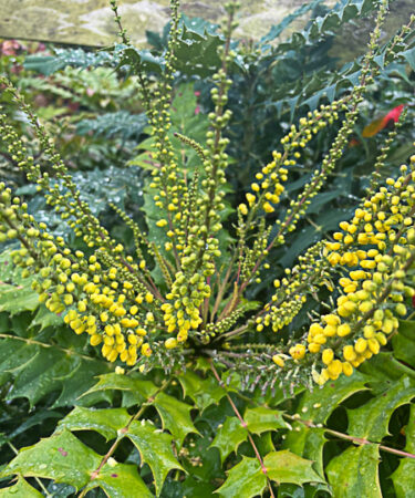 Mahonia x Media Charity