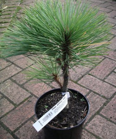 Pinus jeffreyi 'Joppi'