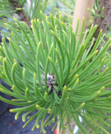 Pinus nigra 'Oregon Green'