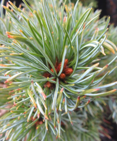 Pinus parviflora 'Catherine Elizabeth'