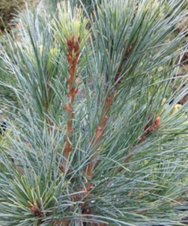 Pinus strobus 'Stowe Pillar'