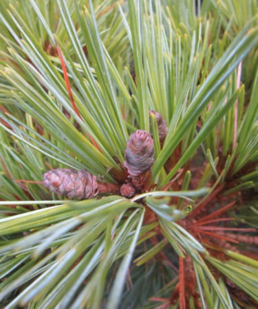 Pinus strobus 'Smokey Hollow'