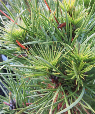 Pinus sylvestris 'Green Penguin'