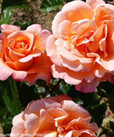 Rosa 'Scent from Heaven'