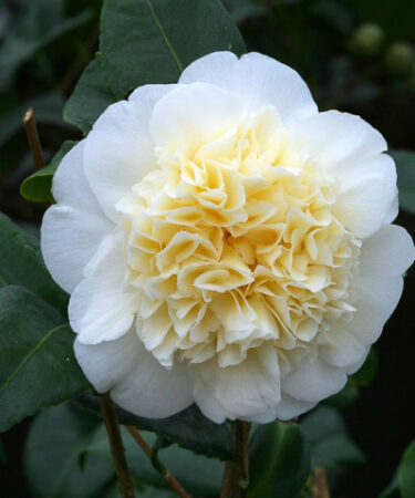 Camellia japonica 'Brushfield's Yellow' AGM