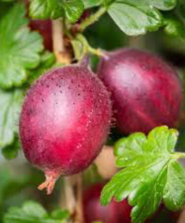 Soft Fruit