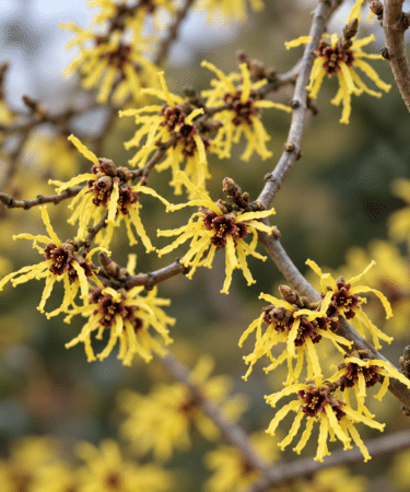 Hamamelis japonica 'Pendula'