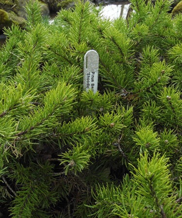 Pinus banksiana 'Shoodic'