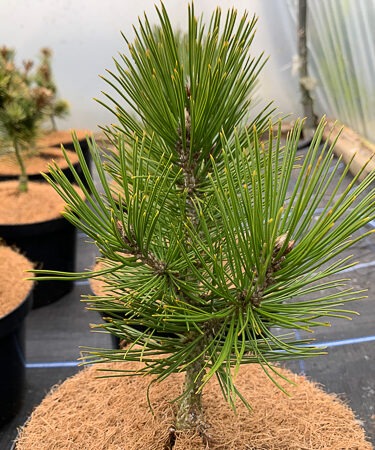 Pinus Halepensis