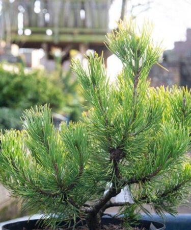 Pinus mugo 'Carsten's'