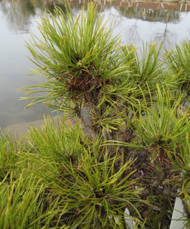 Pinus mugo 'Varella'
