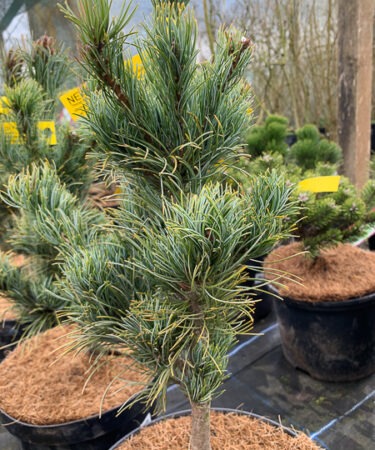 Pinus parviflora 'Bonnie Bergmann'