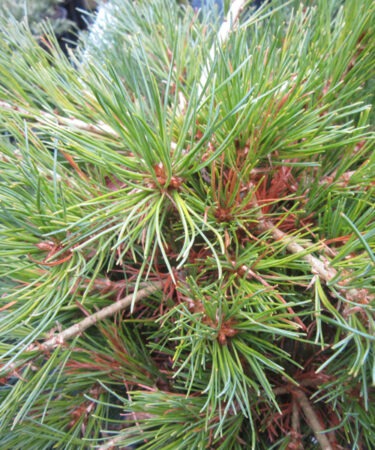 Pinus parviflora 'Kenwith'