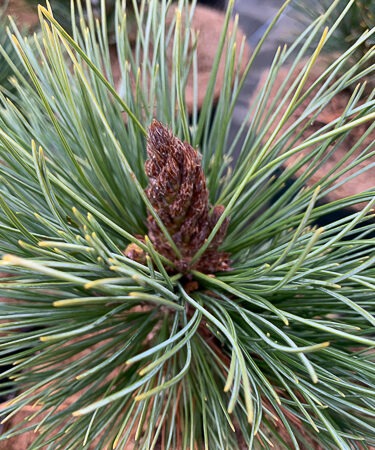 Pinus strobiformis 'Loma Linda'