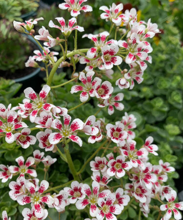 Rock Plants