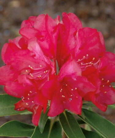 Rhododendron 'Bohlken's Roter Stern' INKARHO® (Easydendron)