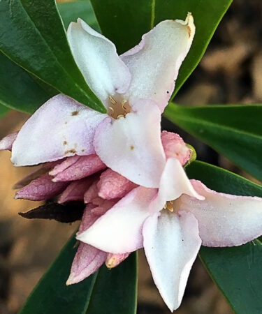 Daphne odora 'Perfume Princess'