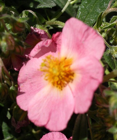 Helianthemum 'Lawrenson's Pink'