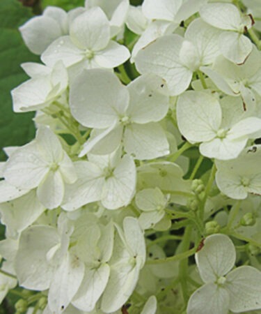 Hydrangea arborescens 'Incrediball' (Strong Annabelle)