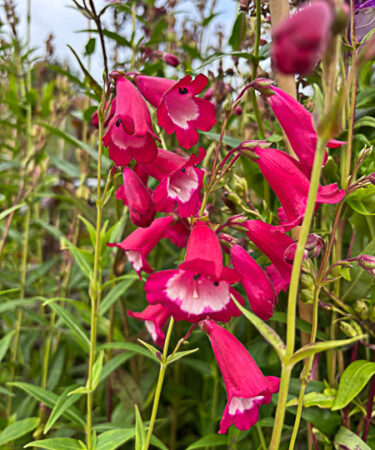 Penstemon pensham 'Amelia Jane'