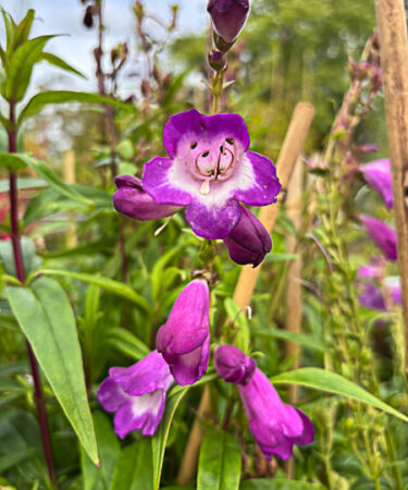Penstemon pensham 'Czar'