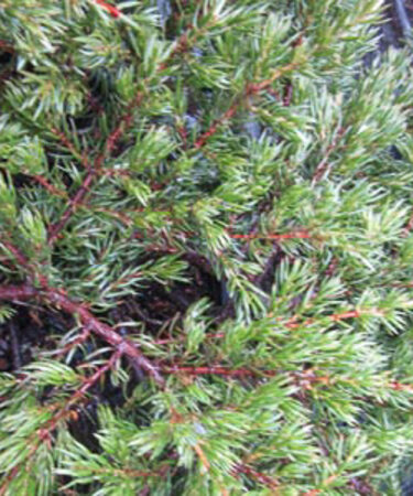 Juniperus Comm. Repanda
