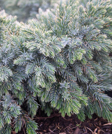 Juniperus Squamata Blue Star