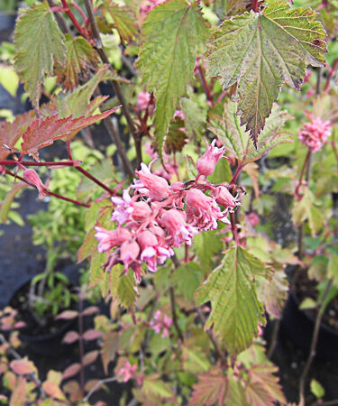 Kolkwitzia amabilis 'Maradco'