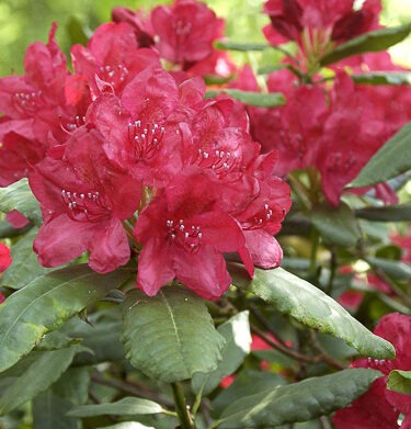 Rhododendron 'Hachmann's Feuerschein' INKARHO®  (Easydendron)