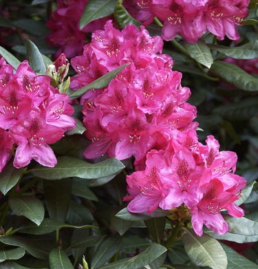 Rhododendron 'Nova Zembla' INKARHO®  (Easydendron)