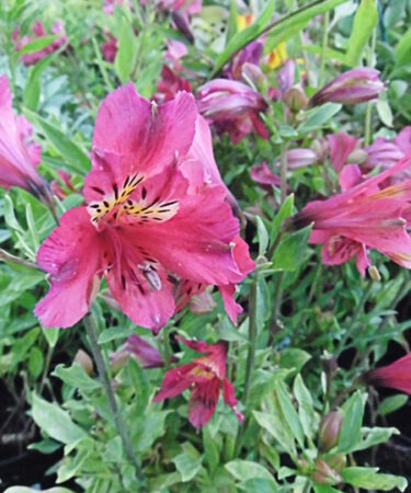 Alstroemeria 'Inca Glow'