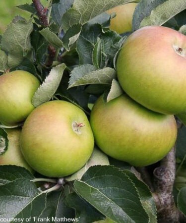 Malus 'Bramley seedling' AGM MM106 fan trained