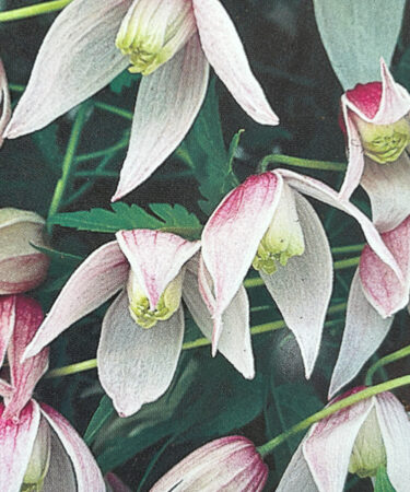 Clematis alpina 'Willy'