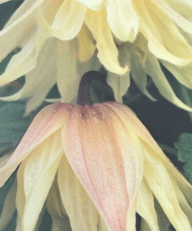Clematis Korean 'Amber'