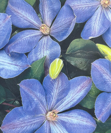 Clematis 'Mrs Cholmondeley'