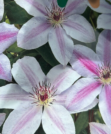 Clematis 'Nelly Moser'