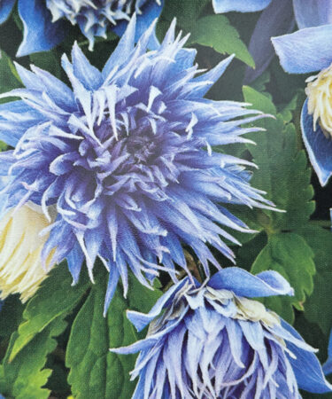 Clematis alpina 'Ocean Pearl'