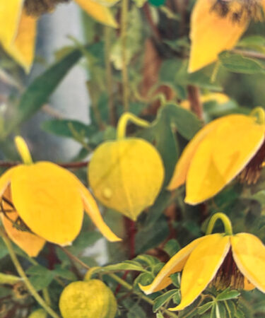 Clematis orientalis 'Orange Peel'